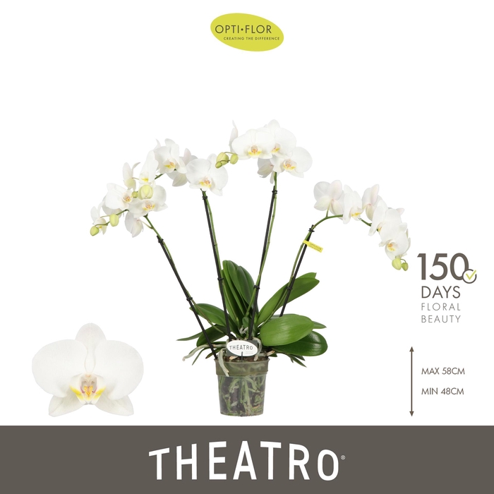 <h4>Theatro Jazz 4 spike</h4>