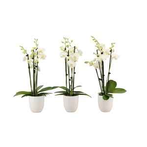 Phal Tropic Snowball 4T20+ Hugo White