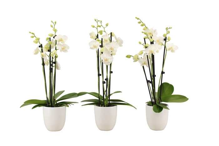 <h4>Phal Tropic Snowball 4T20+ Hugo White</h4>