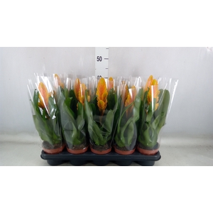 Vriesea  'Energy'