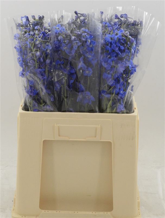 <h4>Delphinium Enkel Deldonna Blue</h4>