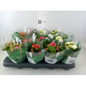 Kalanchoe blos. 'Rosalina'  ..mix 5