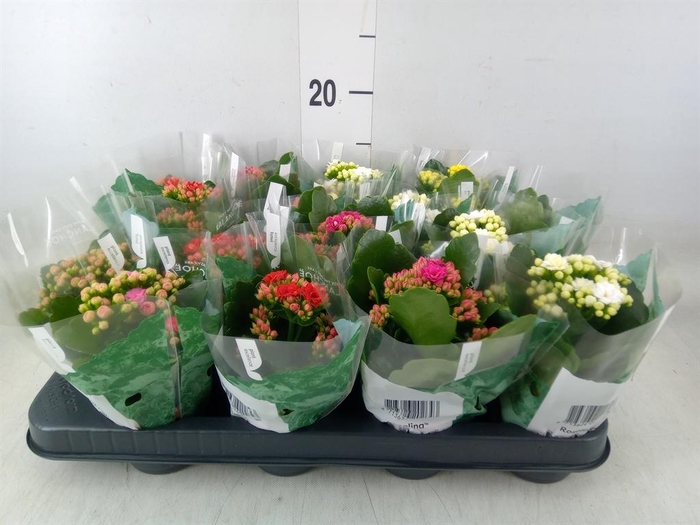 <h4>Kalanchoe blos. 'Rosalina'  ..mix 5</h4>
