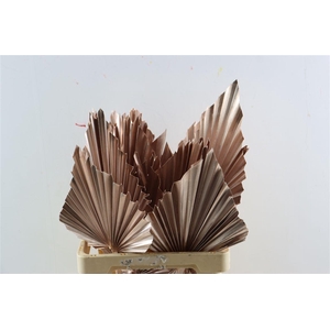 Dried Palm Spear Xl Champagne Ppc