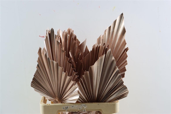 <h4>Dried Palm Spear Xl Champagne Ppc</h4>