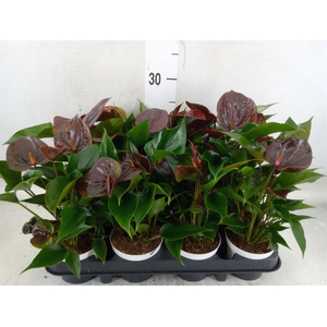 Anthurium andr. 'Paris Black'