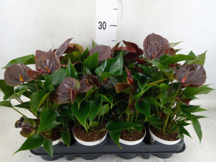 <h4>Anthurium andr. 'Paris Black'</h4>