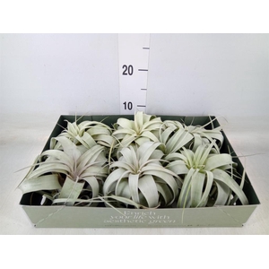 Tillandsia xerographica