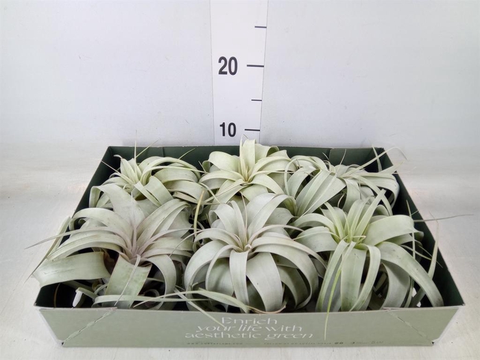 <h4>Tillandsia xerographica</h4>