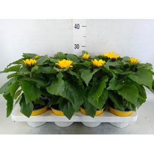 Helianthus an. 'Sunsation'