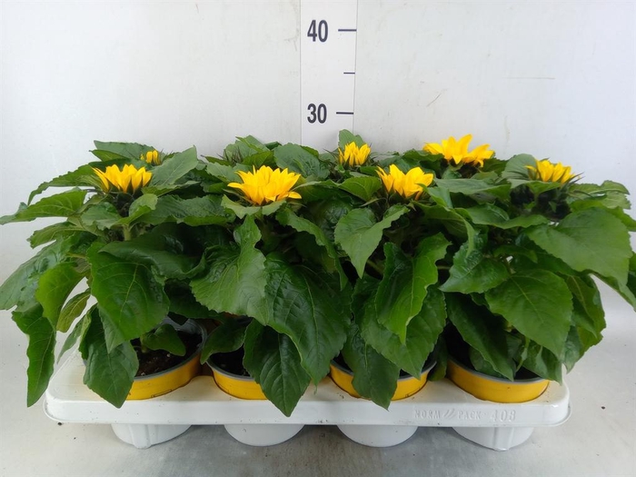 <h4>Helianthus an. 'Sunsation'</h4>