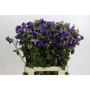 Aquilegia Blue Lady