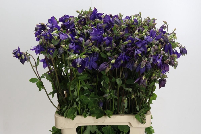 <h4>Aquilegia Blue Lady</h4>