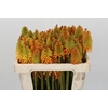 Kniphofia Eycone Peach