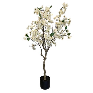 Plant Blossom Tree H120