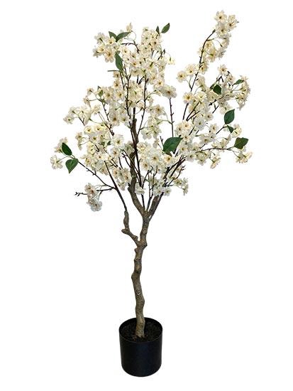 Plant Blossom Tree H120