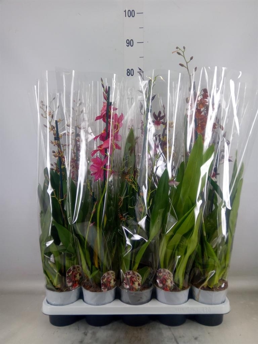 <h4>Cambria   ...mix</h4>