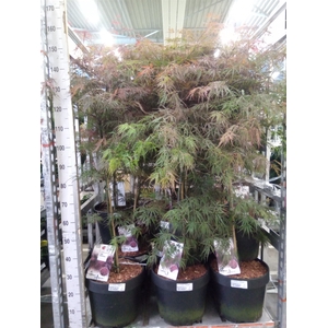 Acer palmatum 'Firecracker'