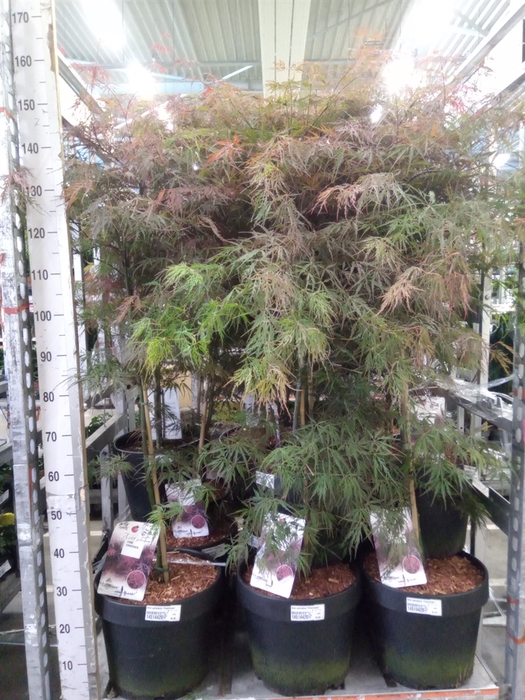 <h4>Acer palmatum 'Firecracker'</h4>