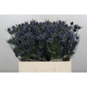 Eryngium Blue Dynamite