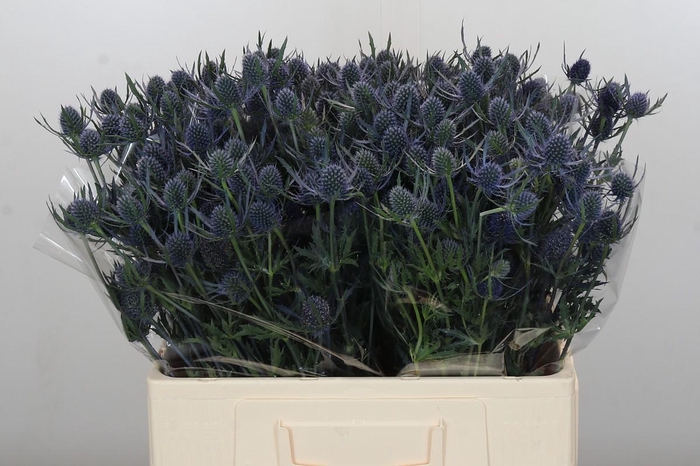<h4>Eryngium Blue Dynamite</h4>