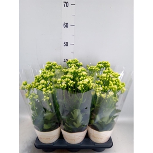 Kalanchoe  'Sunny White'