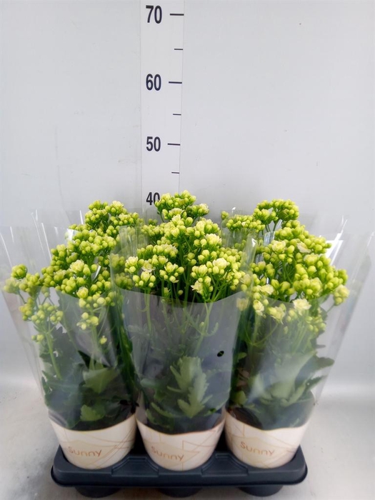 <h4>Kalanchoe  'Sunny White'</h4>