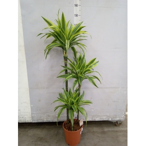 Dracaena fr de 'LemonLime'