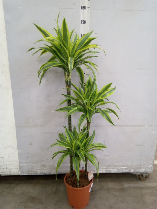 <h4>Dracaena fr de 'LemonLime'</h4>