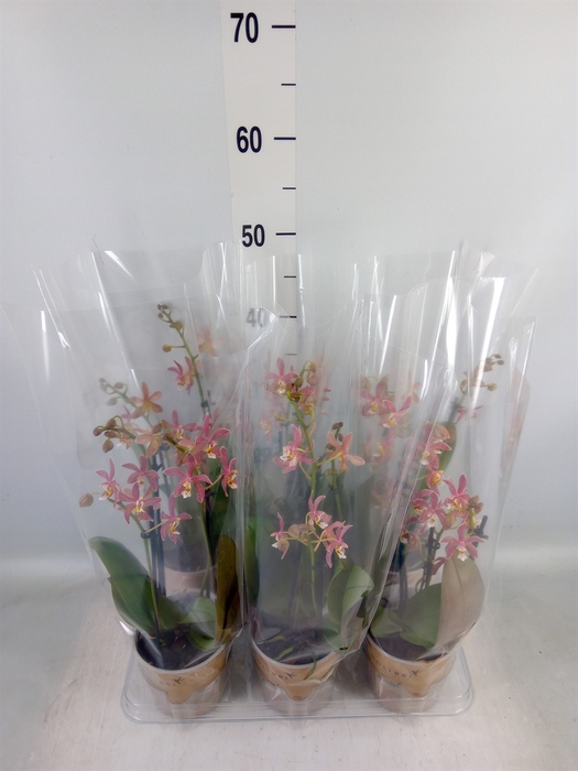 <h4>Phalaenopsis multi.   ...orange</h4>