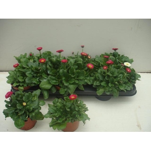 BELLIS PERENNIS GEM