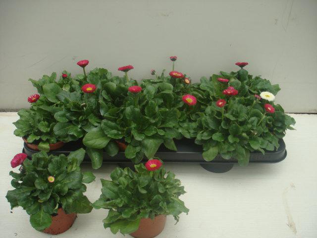 BELLIS PERENNIS GEM