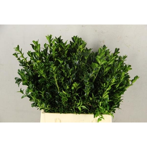 Buxus Bs