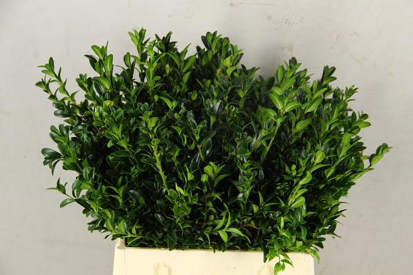 Buxus Bs