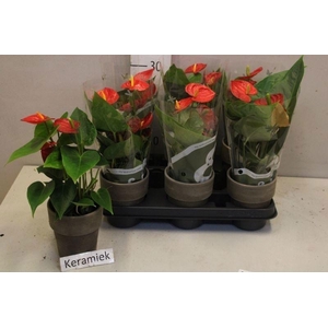 ARR ANTHURIUM