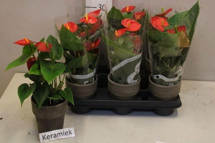 <h4>ARR ANTHURIUM</h4>