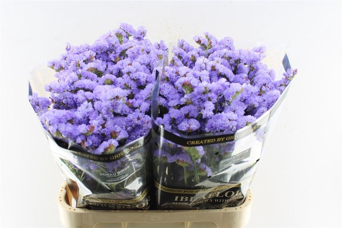 <h4>Lim S Donau Birds</h4>