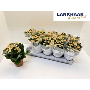 KAL GE PERFECTA PINK