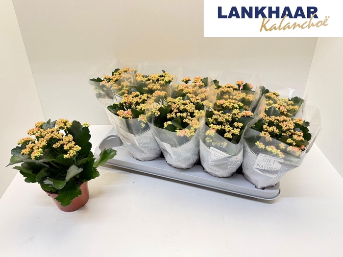 <h4>KAL GE PERFECTA PINK</h4>