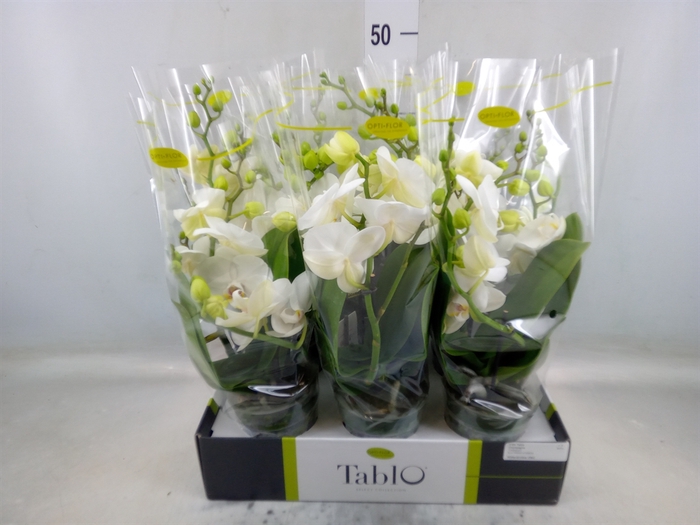 <h4>Phalaenopsis   ...white</h4>