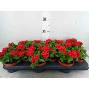 Verbena  'Drums Red'