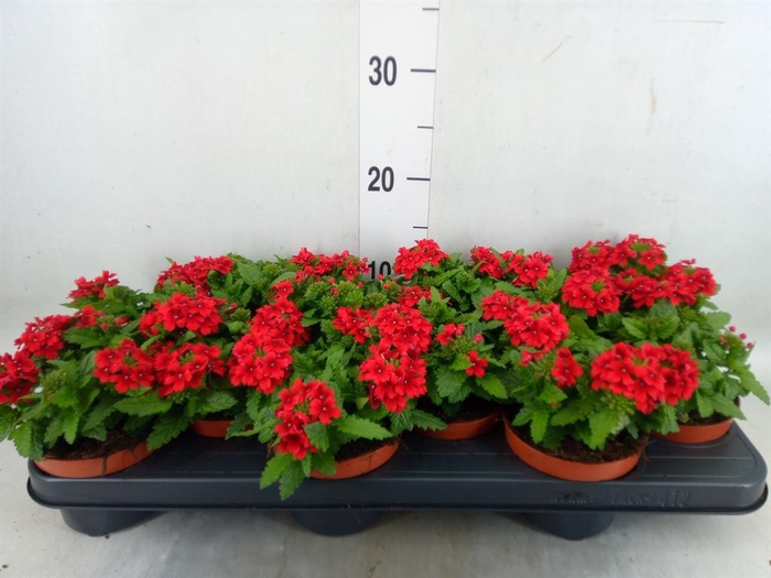 <h4>Verbena  'Drums Red'</h4>
