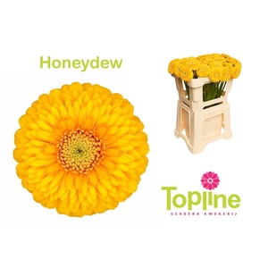 Germini Pomponi Honeydew