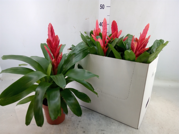 <h4>Vriesea  'Intenso Pink'</h4>