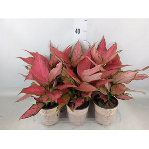 Aglaonema   ...