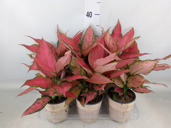 <h4>Aglaonema   ...</h4>