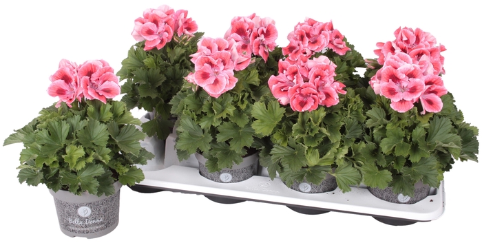 <h4>Pelg. Bella Donna Oranje 12cm</h4>