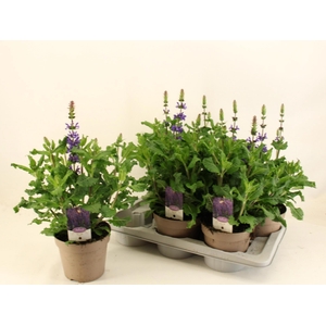 SALVIA NE SE DP BLUE