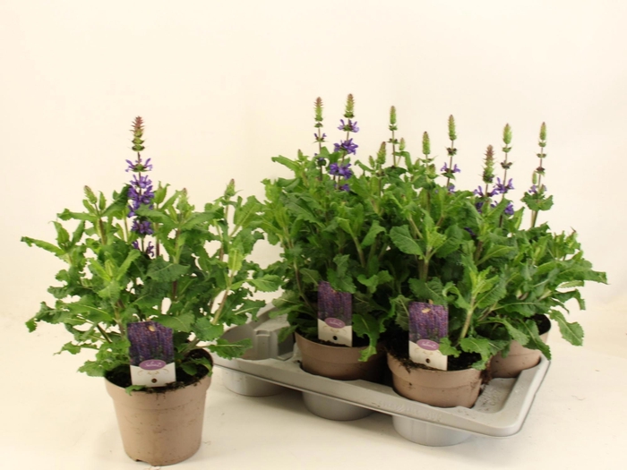 <h4>SALVIA NE SE DP BLUE</h4>