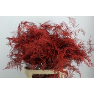 Asp Lang Getopt Rood